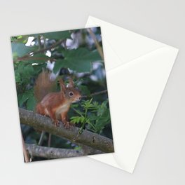 Baby squirrel in a tree Stationery Card