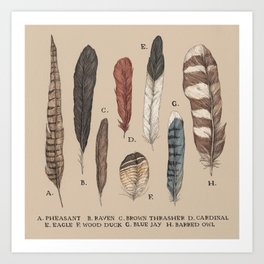 Feathers Art Print
