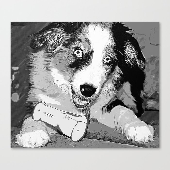 Black and white aussie clearance