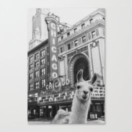 Chicago Llama Canvas Print