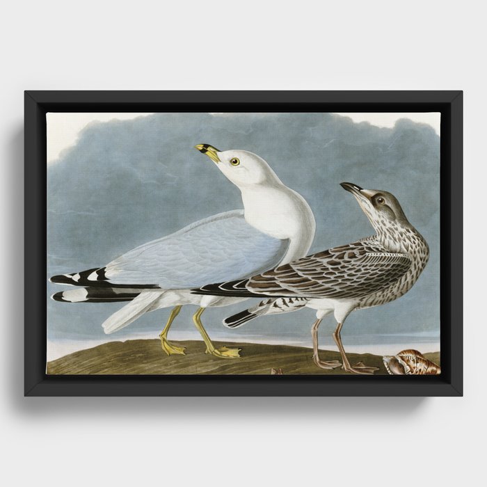 Vintage Seagull Illustration - Audubon Framed Canvas