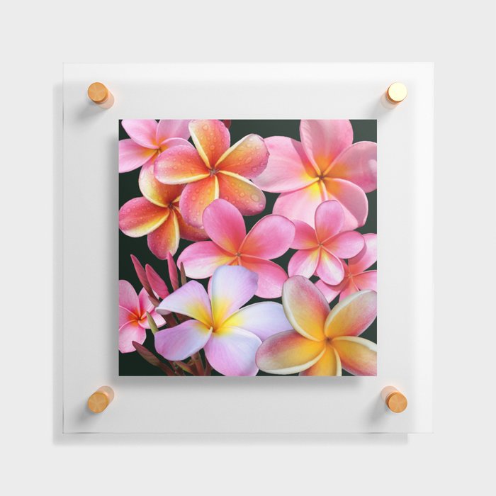 Pink Plumerias Floating Acrylic Print