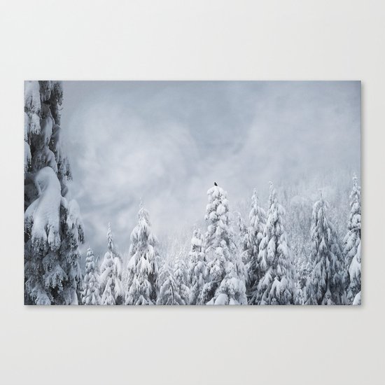 A Lonely Crow Canvas Print