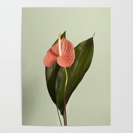 Indoor flower Poster