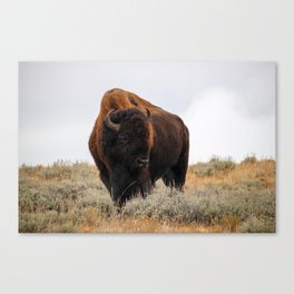Bison at Yellowstone Canvas Print