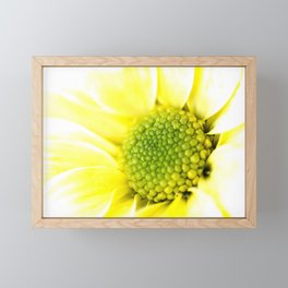 Yellow Daisy Macro Nature Photography Framed Mini Art Print