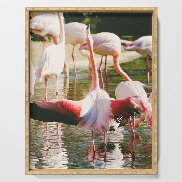 Flamboyance of flamingos | Pink flamingo spreading wings in a lagoon Serving Tray