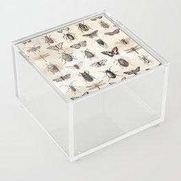 Antique Insects Acrylic Box
