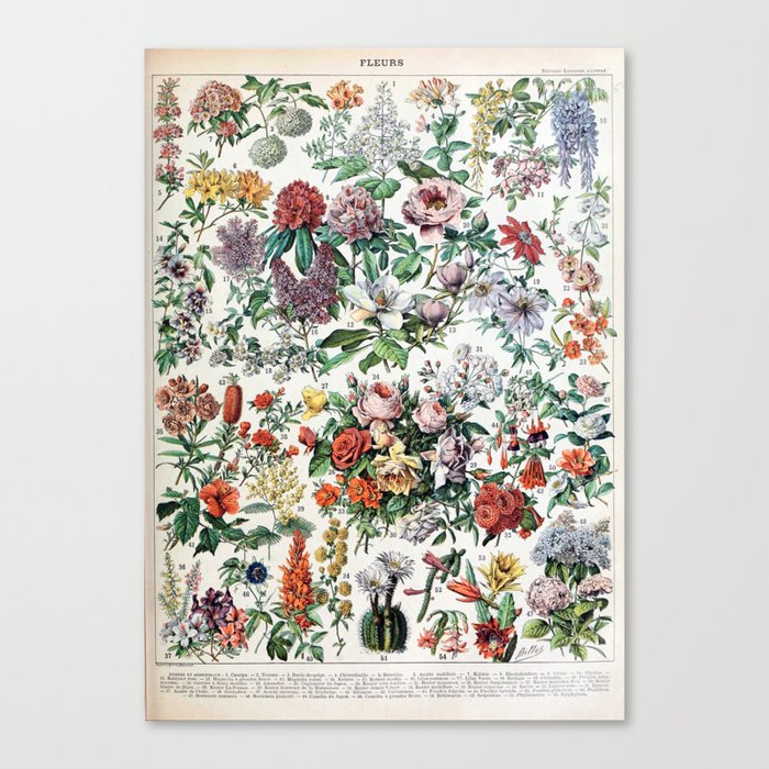Adolphe Millot - Fleurs C - French vintage poster Canvas Print