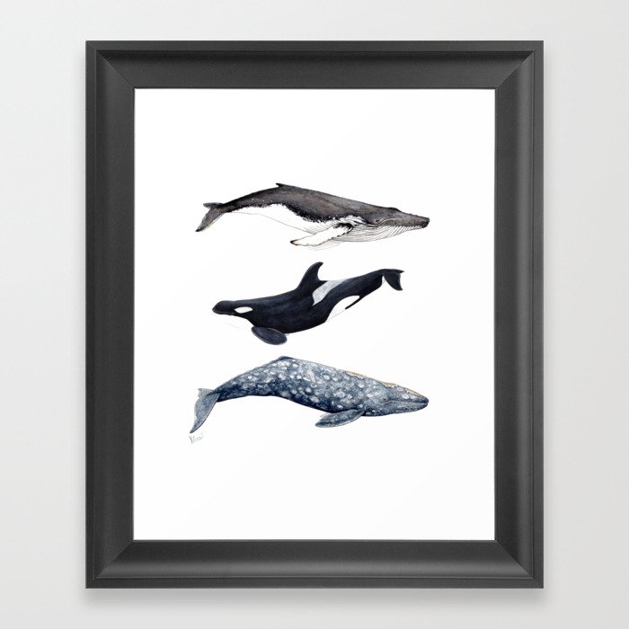 Orca, humpback and grey whales Framed Art Print