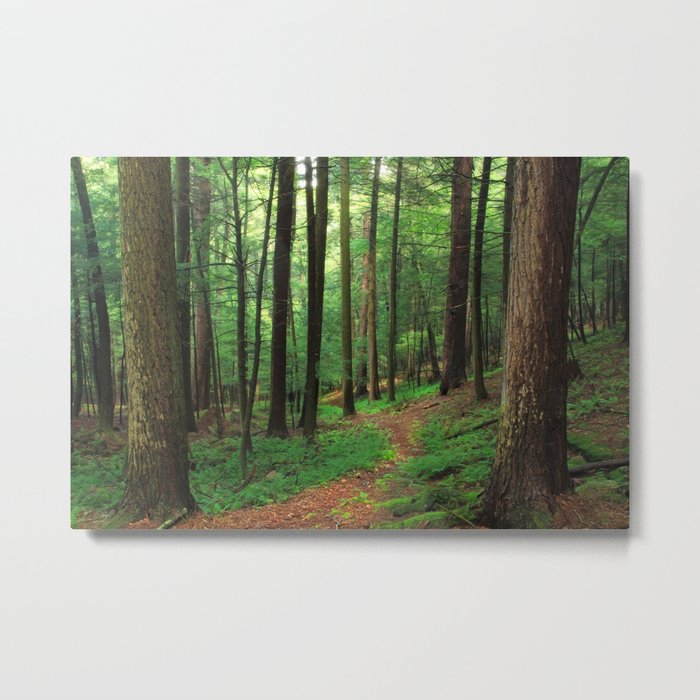 Forest 4 Metal Print