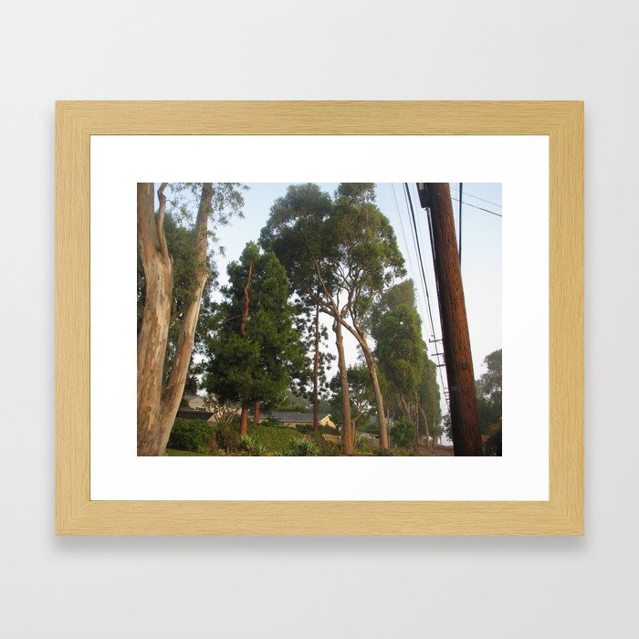 Tree on Hollywood Riviera Edison Trail Framed Art Print
