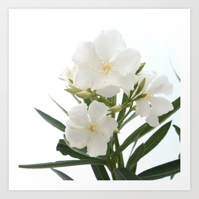 White Oleander Flowers Close Up Isolated On White Background  Art Print