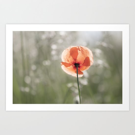 Poppy at backlight - Poppies Blossom Flower Floral Art Print