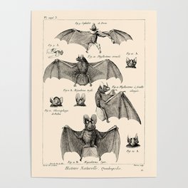 Vintage Bat Diagram Poster