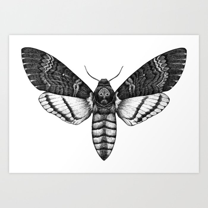Deaths Head Hawk Moth Print