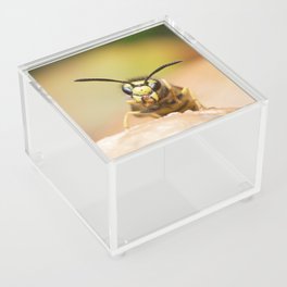 German Wasp. Acrylic Box