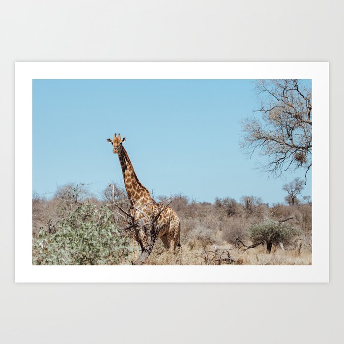 Giraffe || Kruger National Park, South-Africa, Art Print Art Print