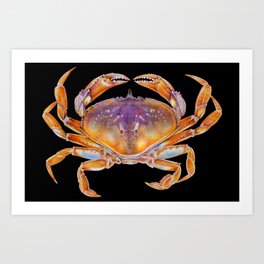 Dungeness crab Art Print