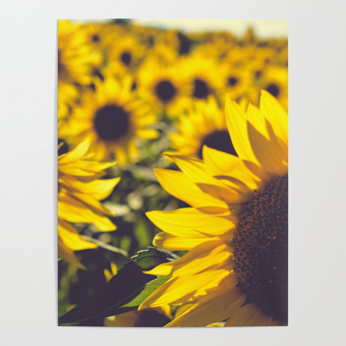 Summer Sunflower Love - boho flower photography Poster