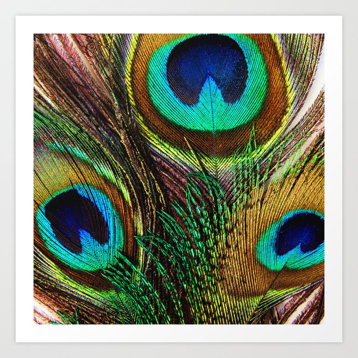 Peacock feathers Art Print by La Chic | Society6