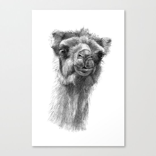 Bactrian Camel SK0103 Canvas Print