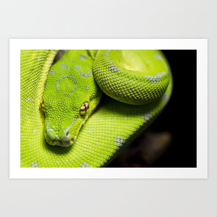 Galaxy, the green tree python Art Print