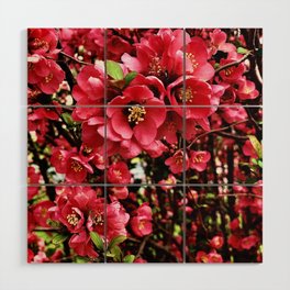 Japanese Quince  Wood Wall Art