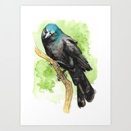 Watercolor Grackle Bird Art Print