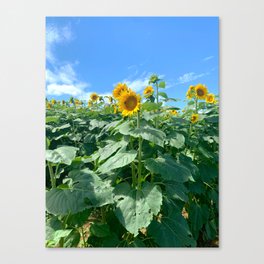 Field of Sunflowers Canvas Print