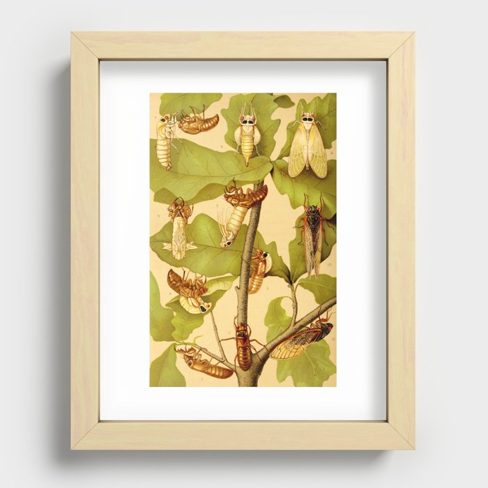 Transformation of Cicada Septemdecim by Lillie Sullivan, 1898 (benefitting The Nature Conservancy) Recessed Framed Print