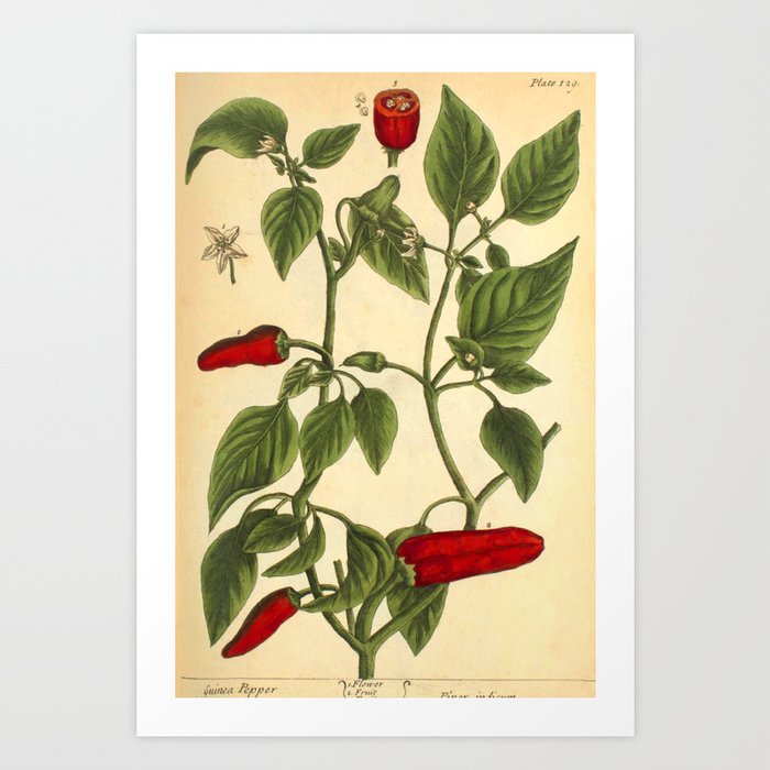 Hot Pepper by Elizabeth Blackwell from "A Curious Herbal," 1737 (benefiting The Nature Conservancy) Art Print
