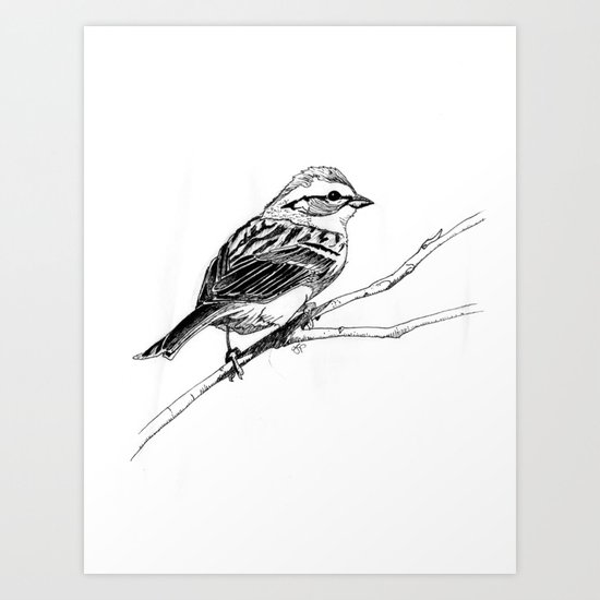 Chipping Sparrow Art Print