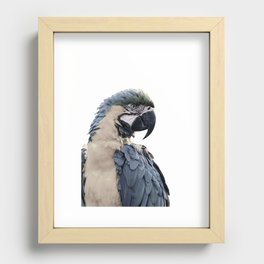 Blue Parrot Recessed Framed Print