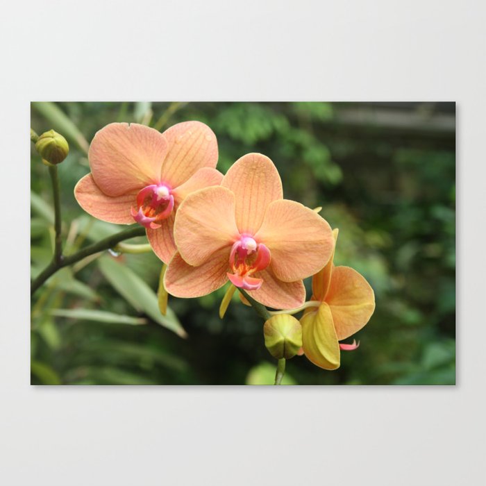 Tropical Flowers Orchids 02 Canvas Print