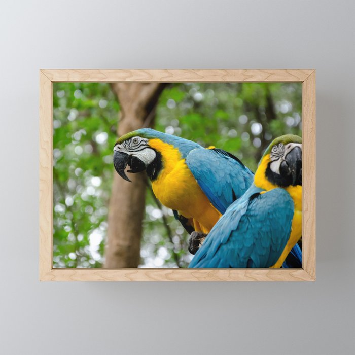 Macaws Framed Mini Art Print