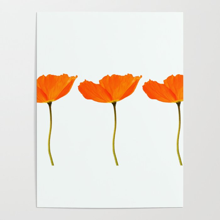 Three Orange Poppy Flowers White Background  Poster