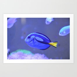 fish,blue color fish,blue surgeon,paracanthurus hepatus,dory fish,dory fish fictional character,  Art Print | Bluecolorfish, Graphicdesign, Bluesurgeon, Fish, Doryfish 