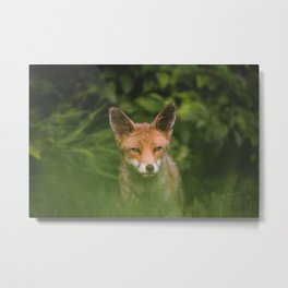 Fox in Grass Metal Print