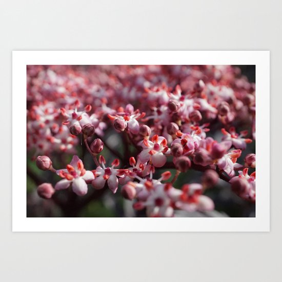 Springblossom Art Print