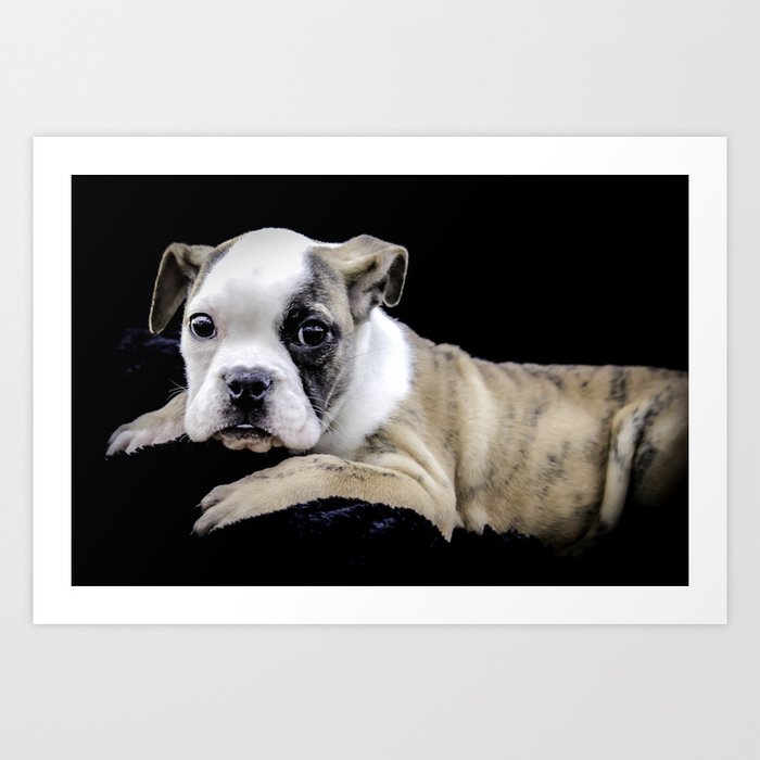 Black brindle sales english bulldog