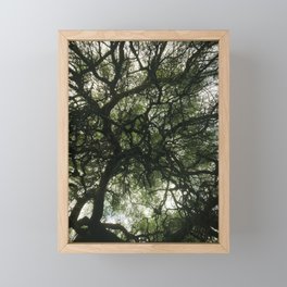 Under the tree canopy - Nature Photography - Art Print Framed Mini Art Print