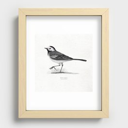 White wagtail scientific illustration art print Recessed Framed Print