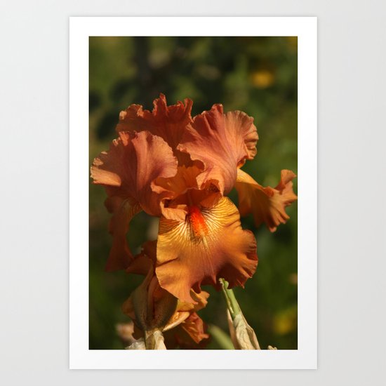 Iris - Golden Art Print