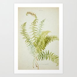 Fern Vintage Botanical Watercolor Print Art Print