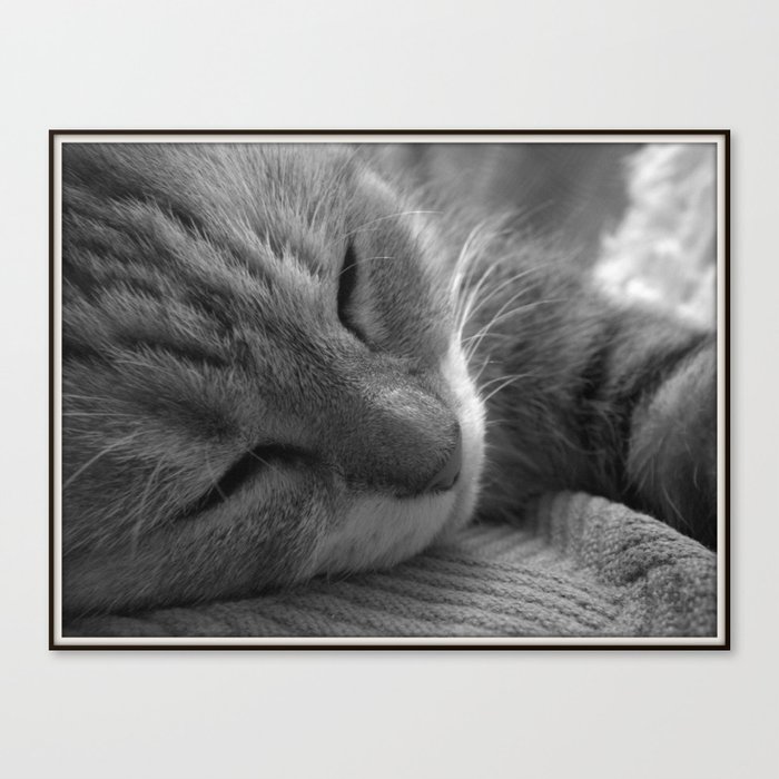 Feline Fatigue Canvas Print
