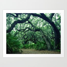 Cumberland Island oak trees Art Print | Nature 