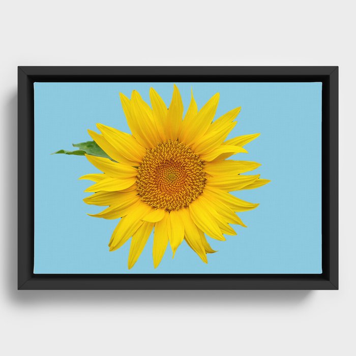 Garden Sunflower  Framed Canvas