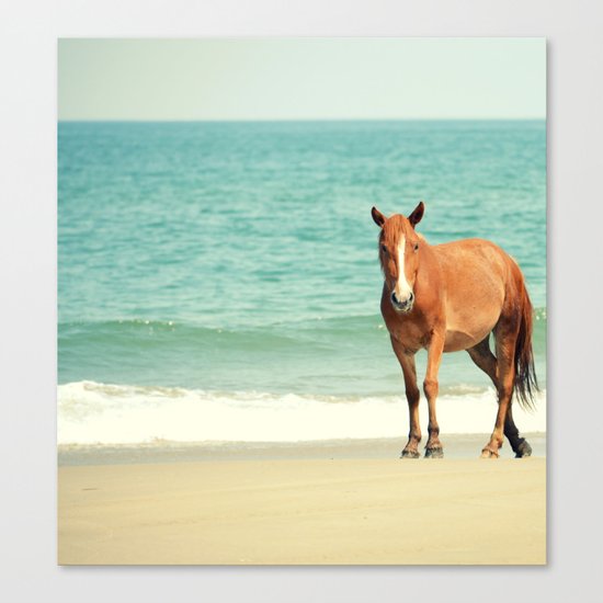 Wild Mustang of Carova, NC Canvas Print