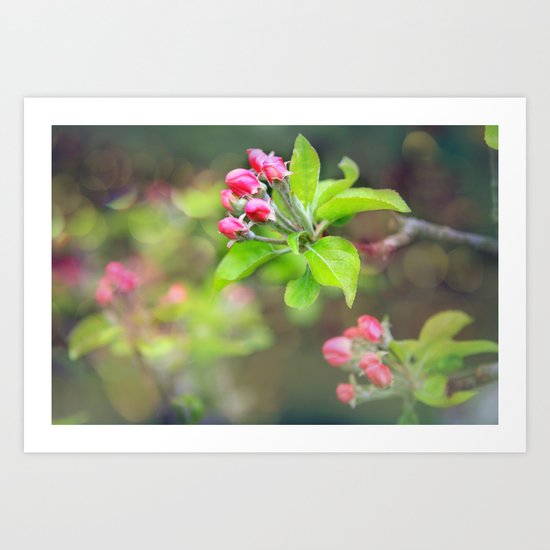apple blossoms Art Print
